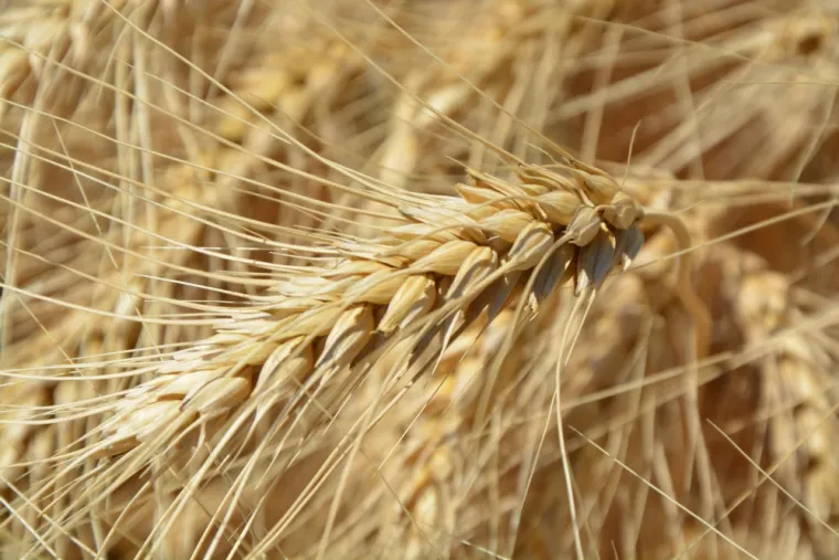 Adopter une alimentation sereine : Comprendre et gérer les Intolérances alimentaires avec votre diététicienne proche de Saint Omer, Saint-Omer, Natur'O Diet